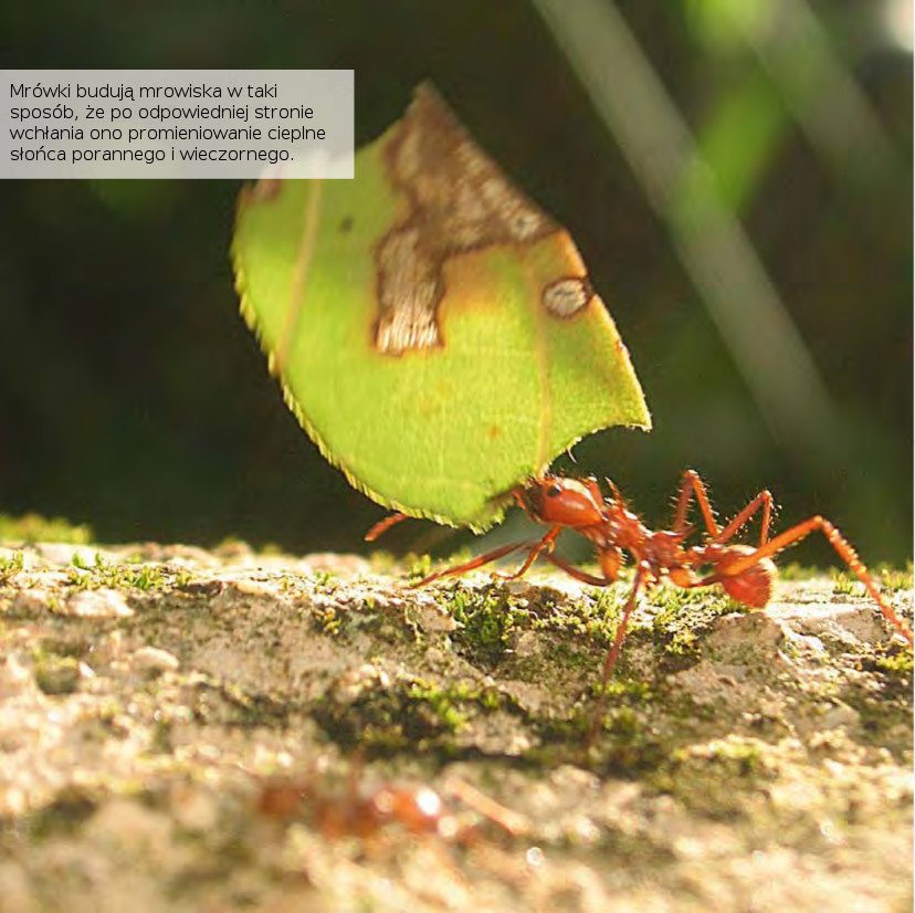 Mrówki budują mrowiska w taki sposób, że po odpowiedniej stronie wchłania ono promieniowanie cieplne słońca porannego i wieczornego.